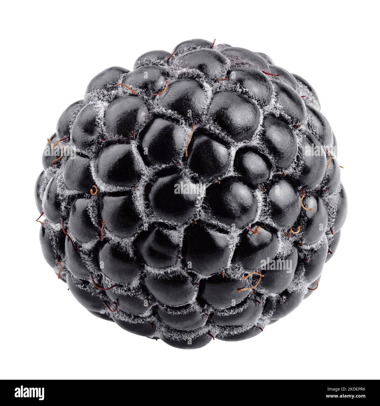 blackberry isolated on white background, clipping path, full depth of field Stock Photo