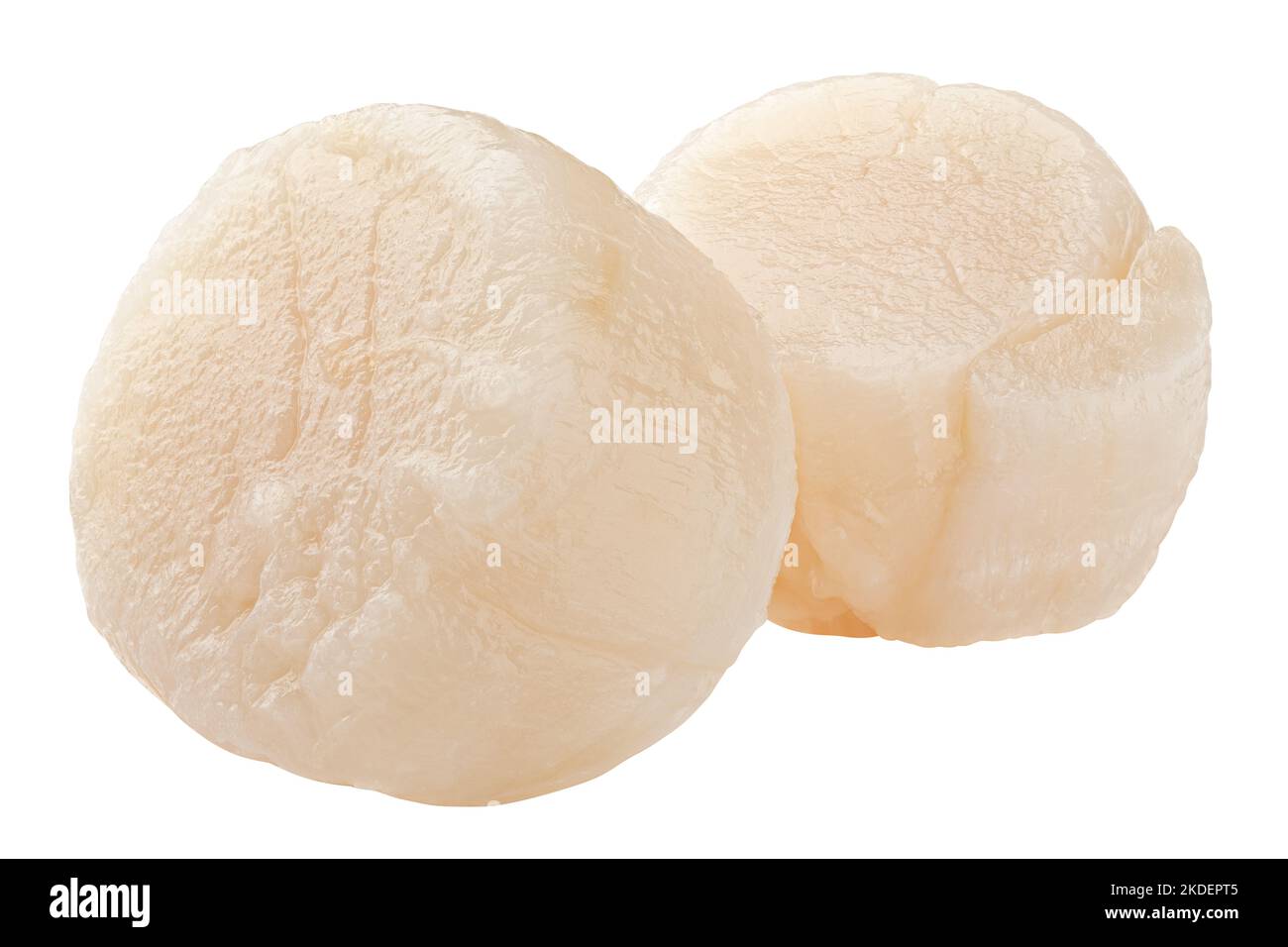 scallop isolated on white background, clipping path, full depth of field Stock Photo