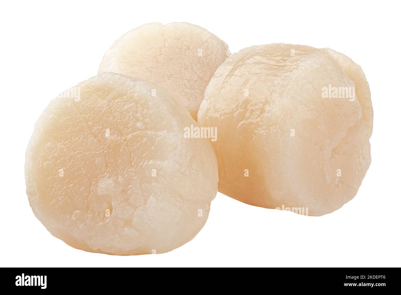 scallop isolated on white background, clipping path, full depth of field Stock Photo