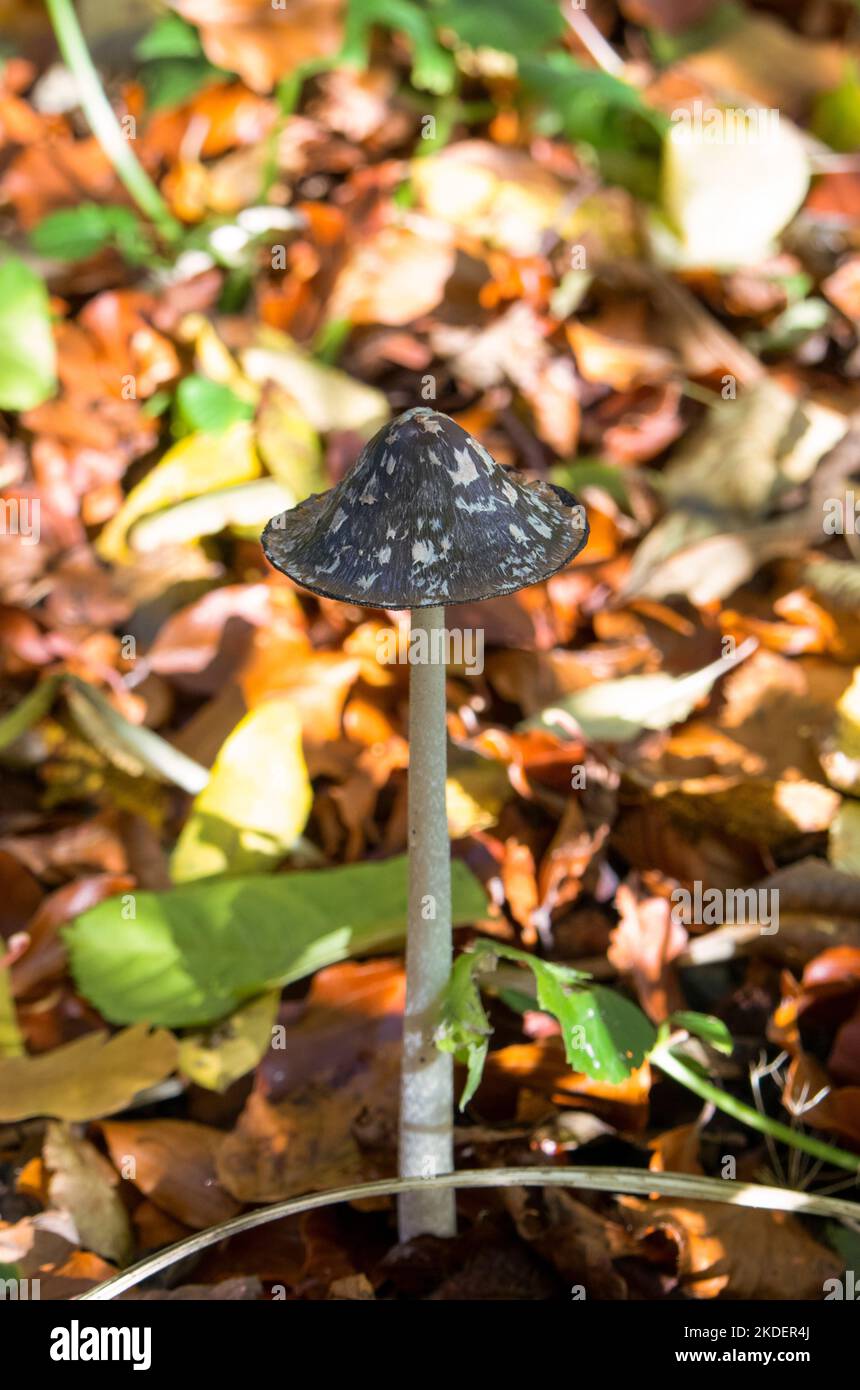 Magpie Inkcap mushroom growing on woodland floor Stock Photo