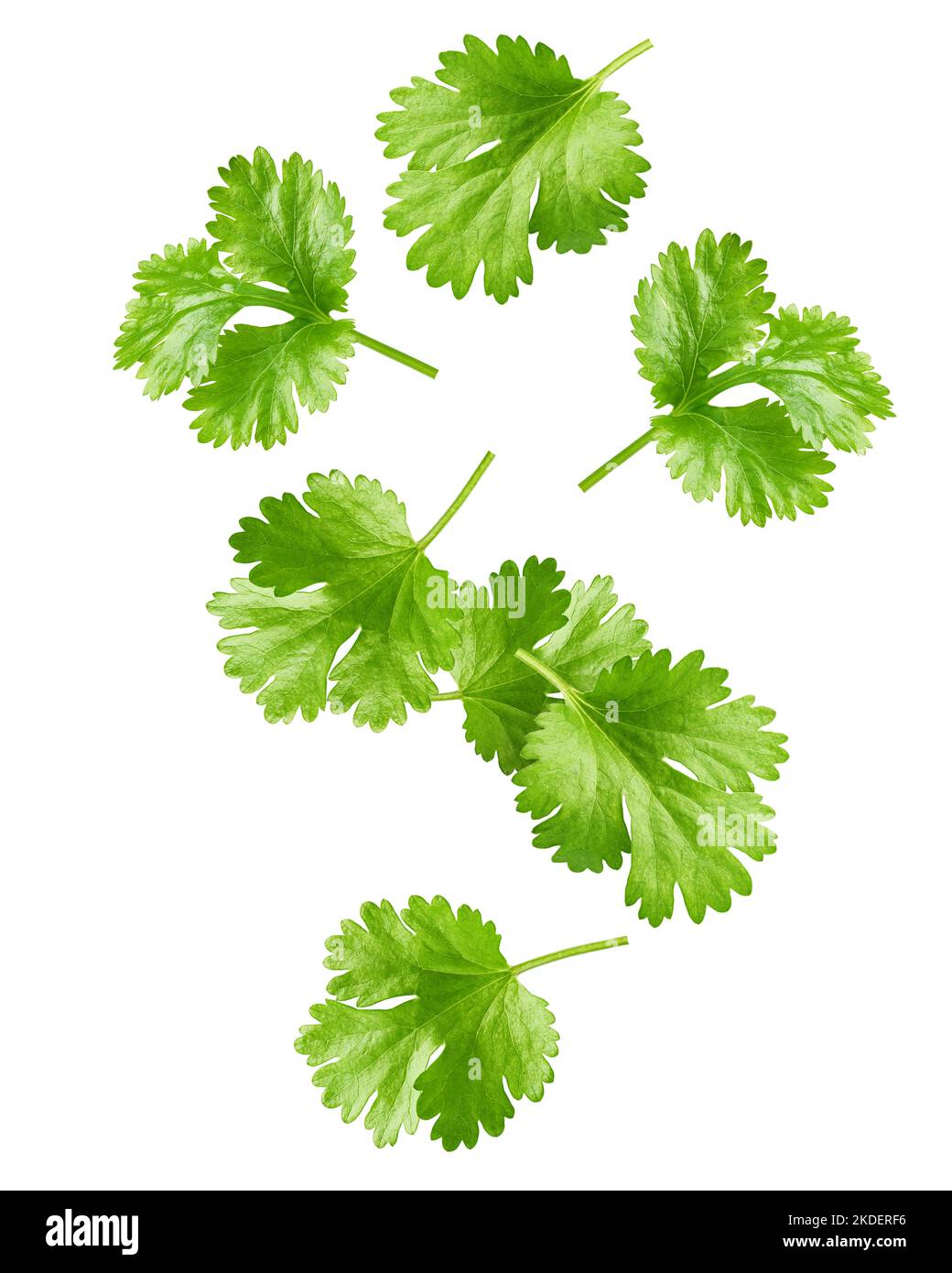 Falling Coriander leaf isolated on white background, clipping path