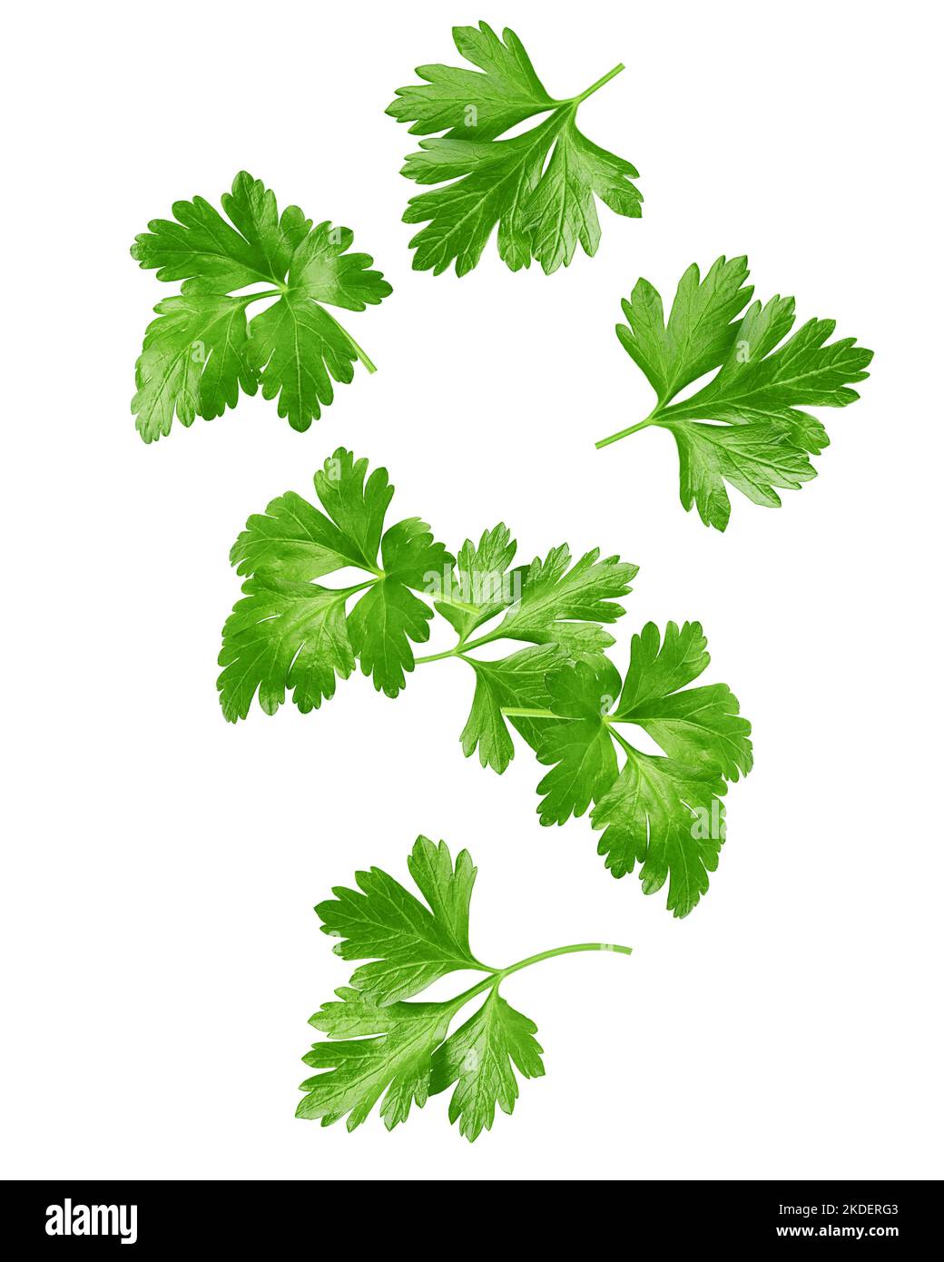 Falling Parsley isolated on white background, clipping path, full depth of field Stock Photo Alamy