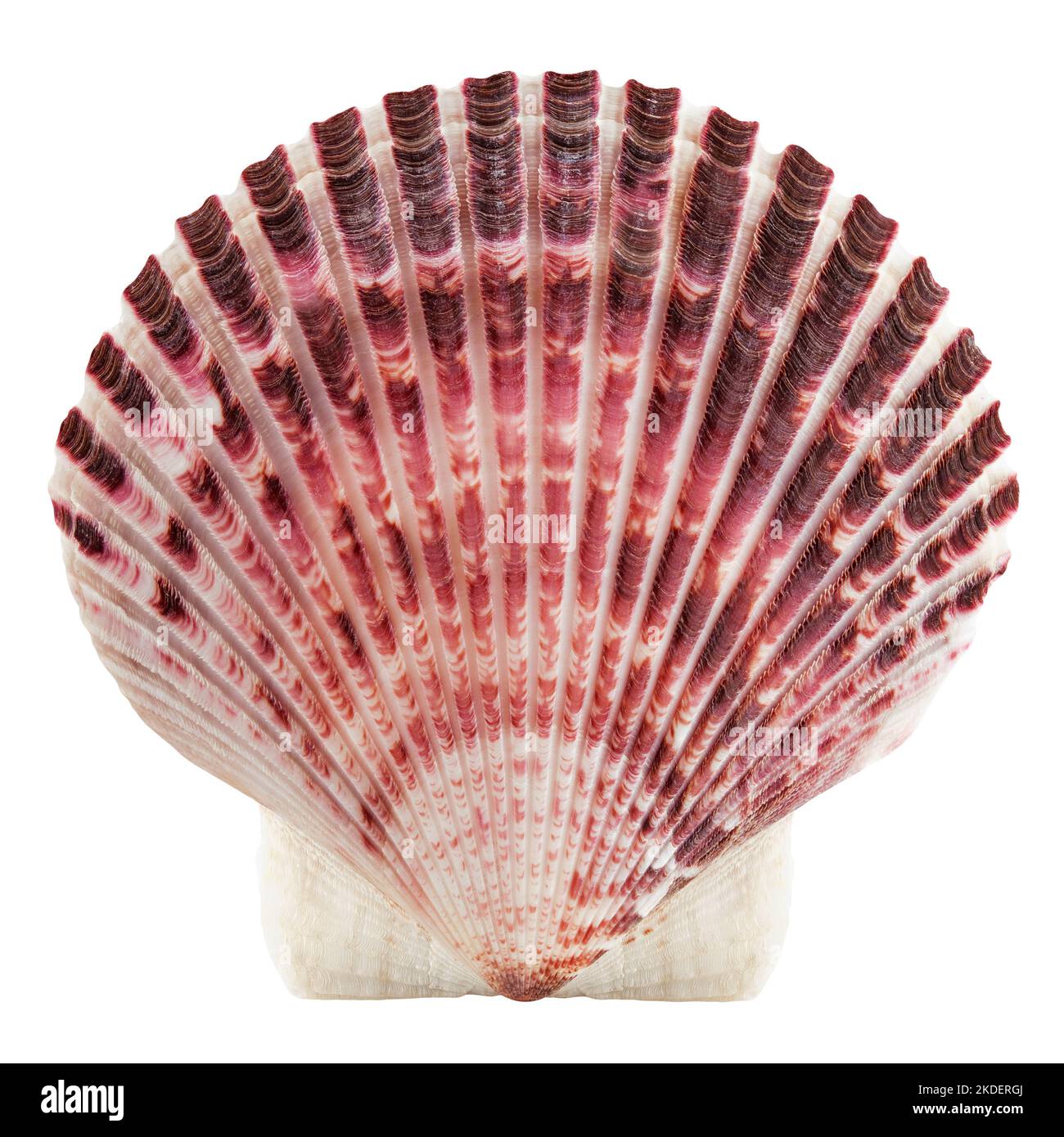 scallops sea shell isolated on white background, clipping path, full