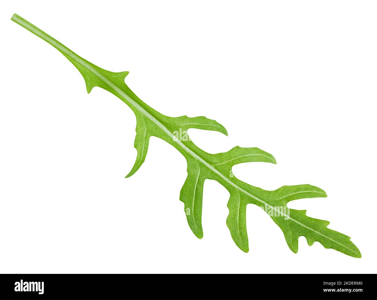 Arugula, rocket, eruca, rucola, isolated on white background, clipping path, full depth of field Stock Photo