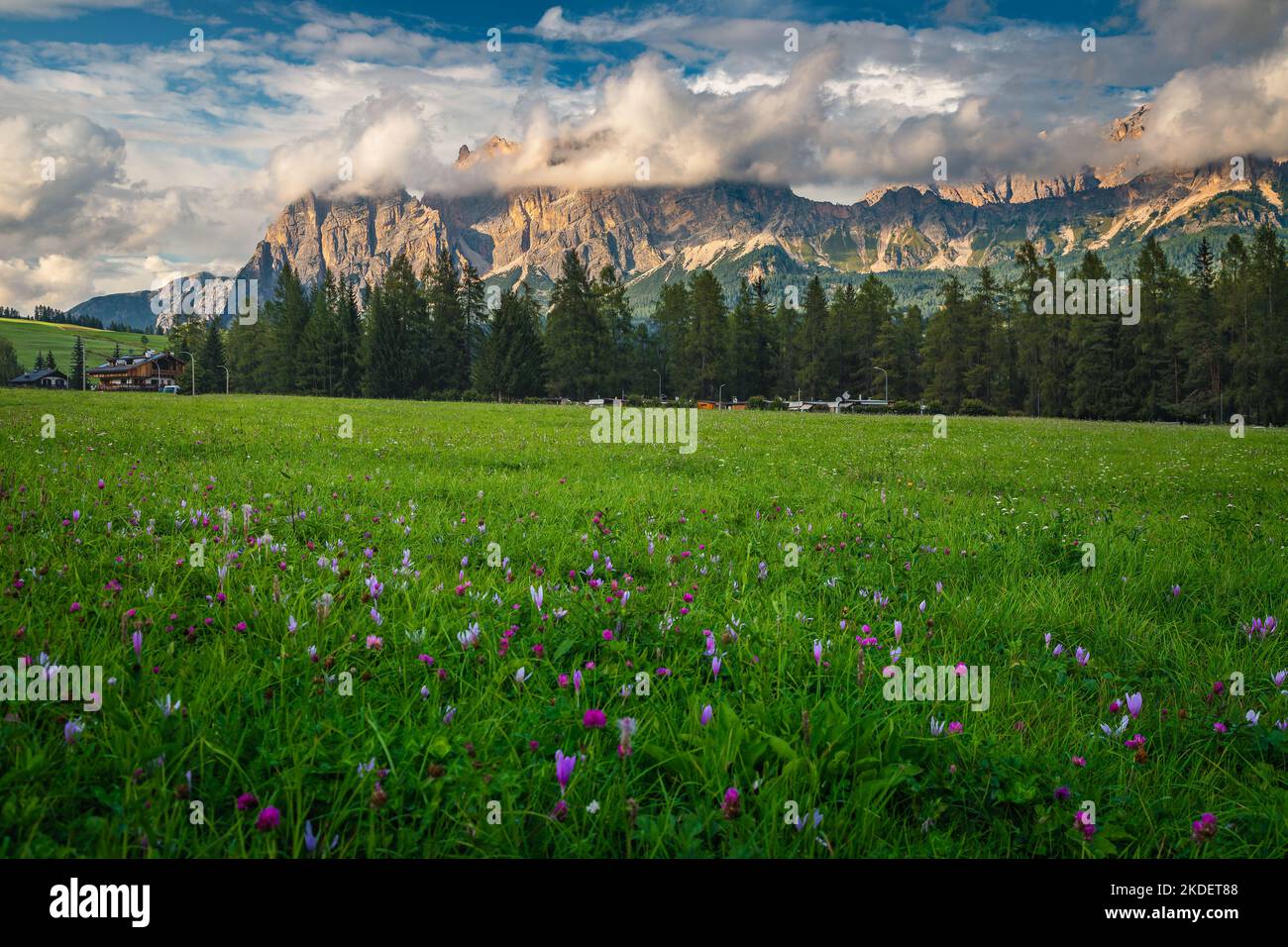 Stunning flowery green fields with blooming purple colchicum flowers and beautiful high mountains in background at sunset, Dolomites, Italy, Europe Stock Photo