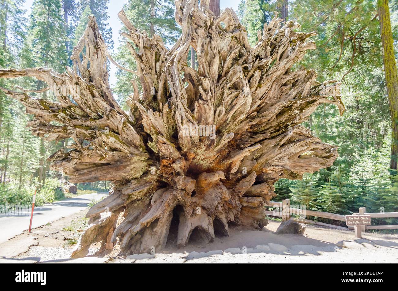 Fallen giant sequoia roots at Mariposa Grove in Yosemite National Park, California, USA Stock Photo