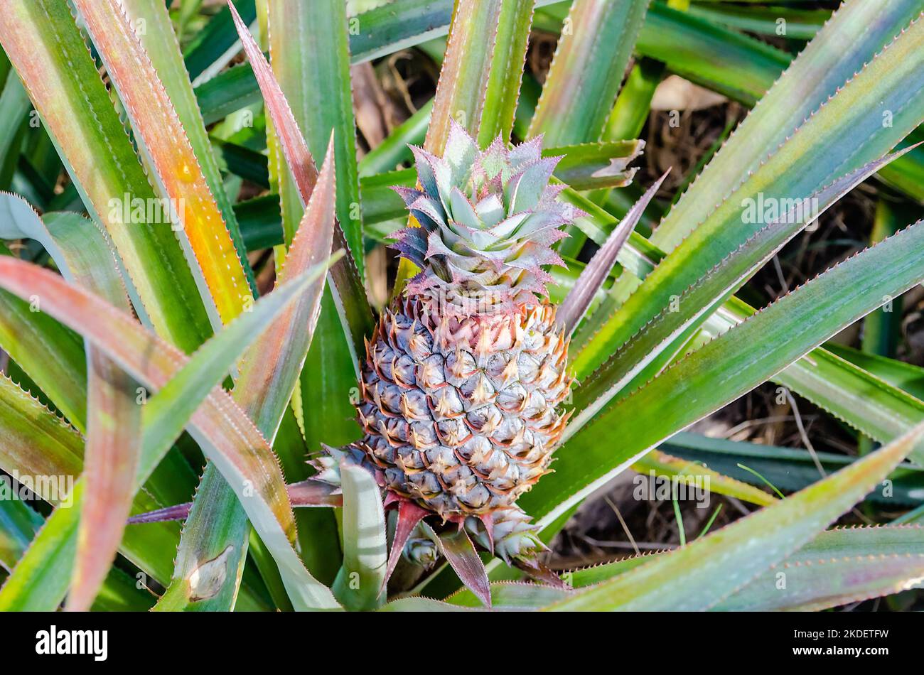 Pineapple Isolated on a Plantation, French Polynesia Stock Photo Alamy