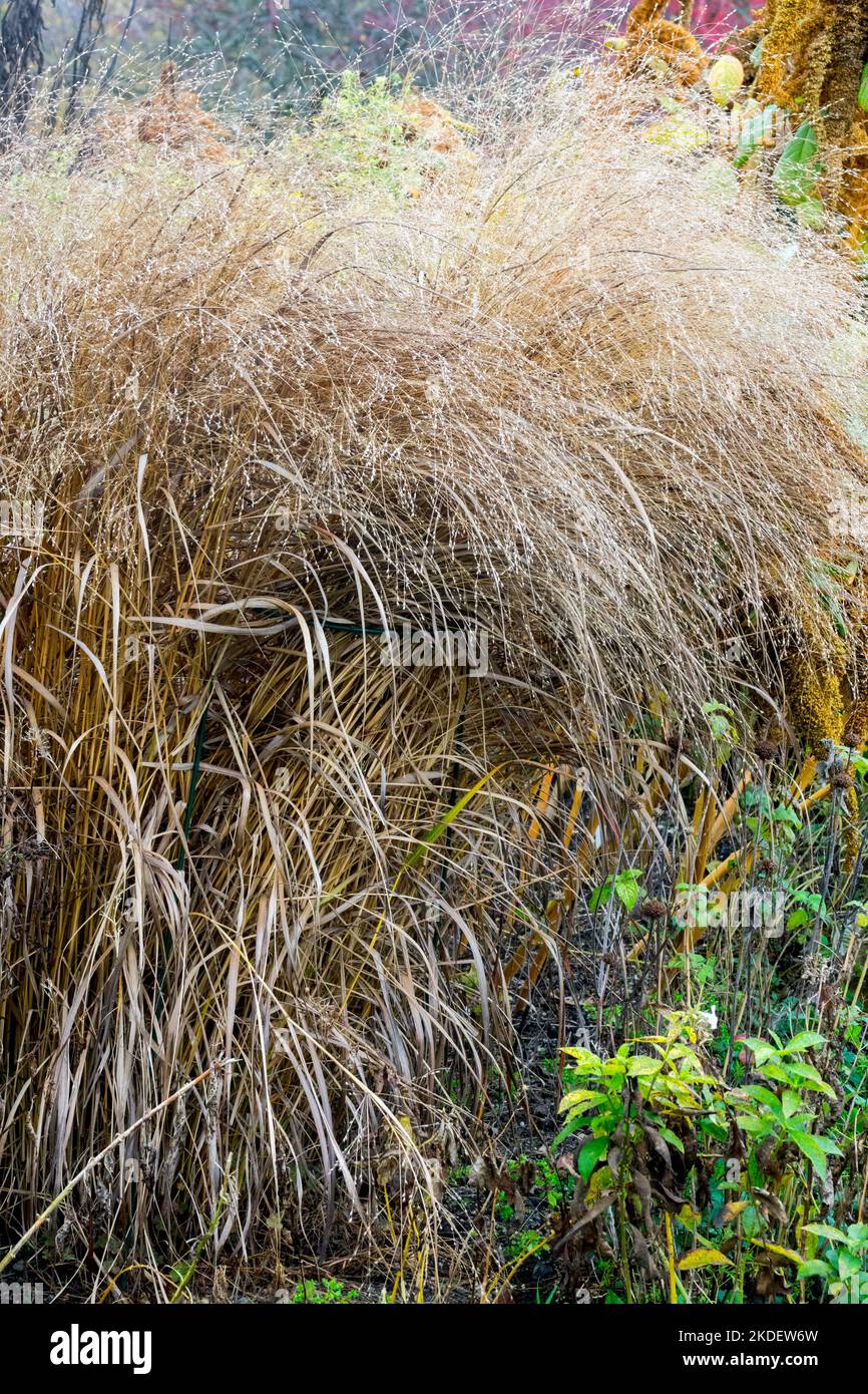Autumn, Panic grass, Panicum virgatum 'Rehbraun' Hardy, Perennial, Switch Grass Stock Photo