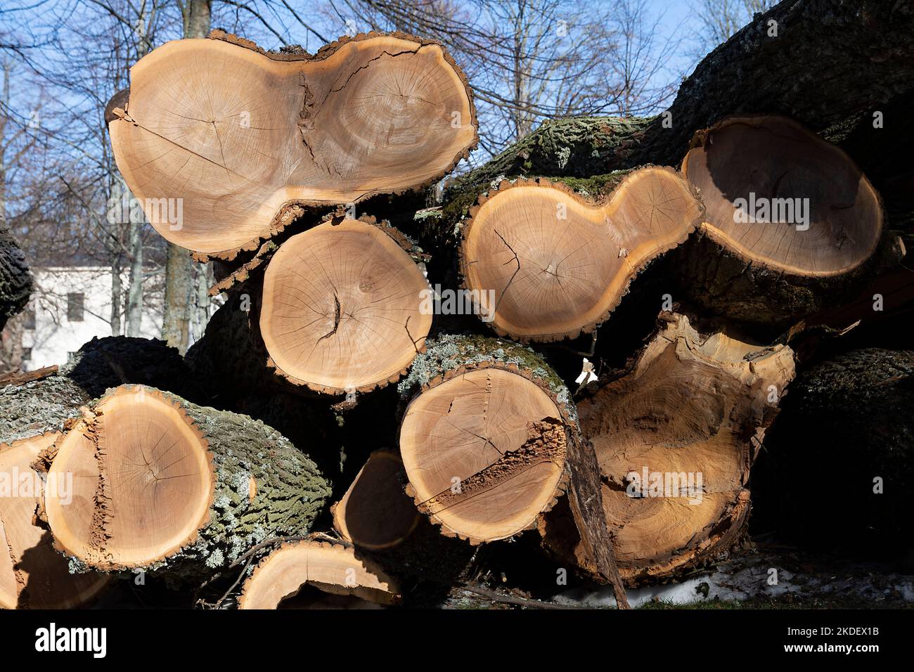 Closeup of newly cut down trees as to be used as fire wood Stock Photo