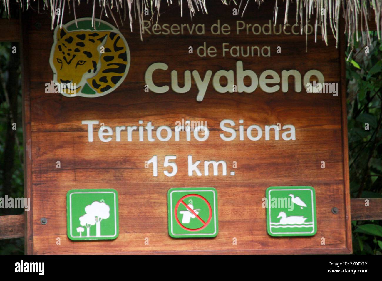Ecuadorian Amazonian rainforest photographed at the Cuyabeno Reserve  Ecuador Stock Photo