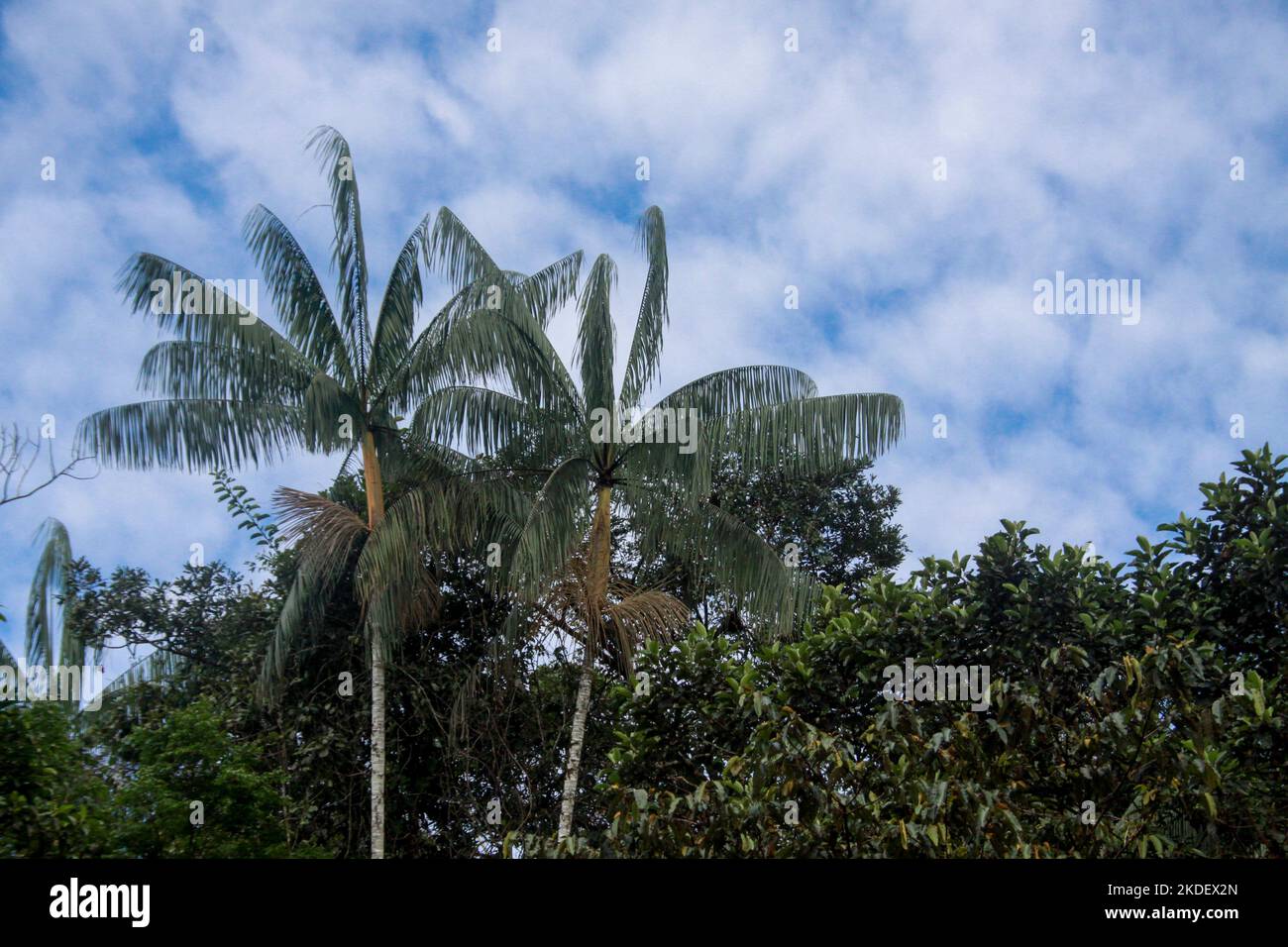 River transport at the Ecuadorian Amazonian rainforest photographed at ...