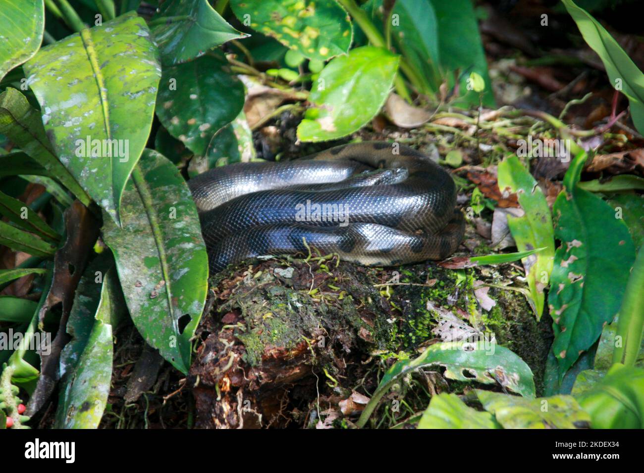 A wild green anaconda (Eunectes murinus) the worlds largest snake species at rest in Cuyabeno wildlife reserve in the Ecuadorian Amazon. The green ana Stock Photo