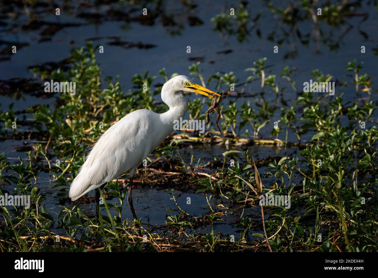 Eastern Great Egret with a frog in its bill. Stock Photo