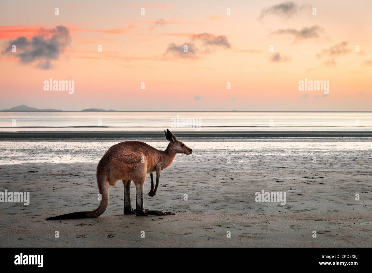 Kangaroo roaming the beach in the early morning. Stock Photo