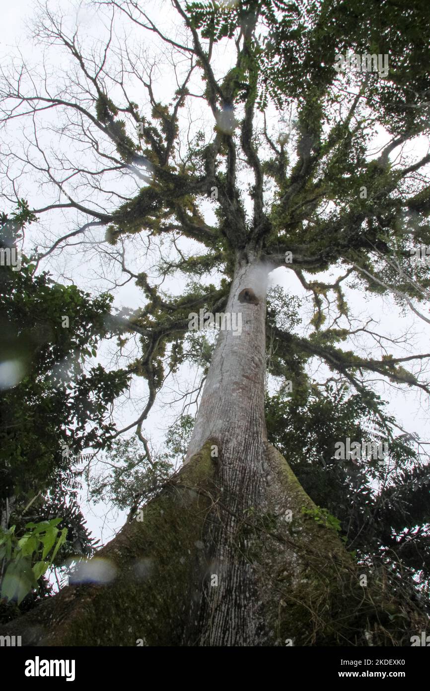 A large Tree in the Ecuadorian Amazonian rainforest photographed at the