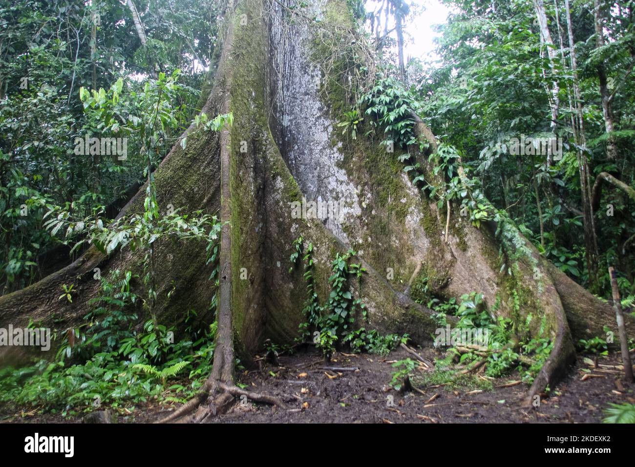 a large tree in the Ecuadorian Amazonian rainforest photographed at the