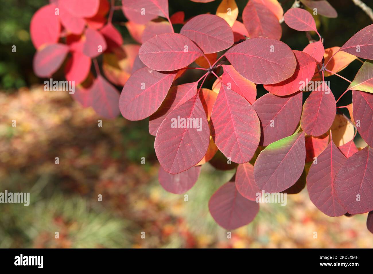 Cotinus coggygria hi-res stock photography and images - Alamy