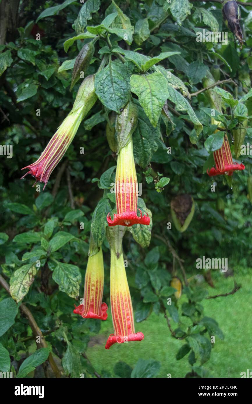 Plants in the Ecuadorian Amazonian rainforest photographed at the Cuyabeno Reserve Ecuador Stock