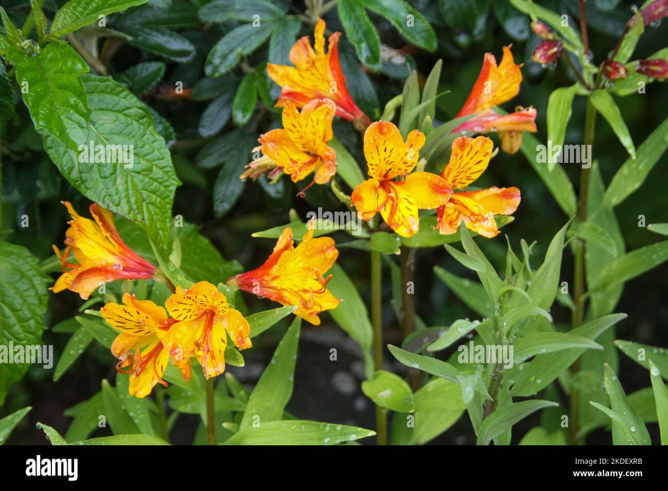 Plants in the Ecuadorian Amazonian rainforest photographed at the Cuyabeno Reserve Ecuador Stock