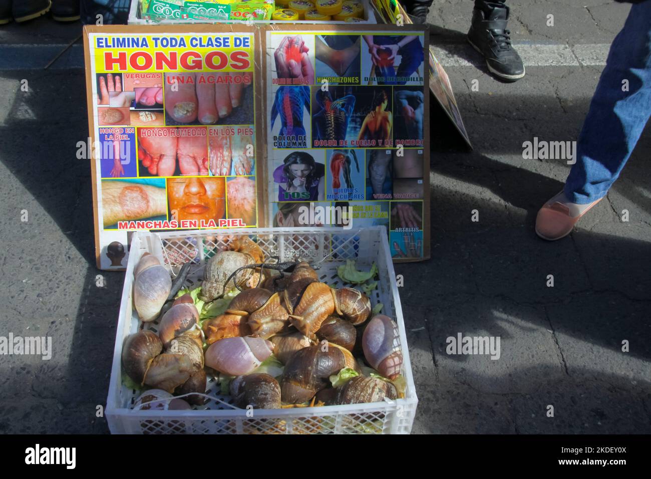 Large snails for treating skin diseases and other ailments for sale at