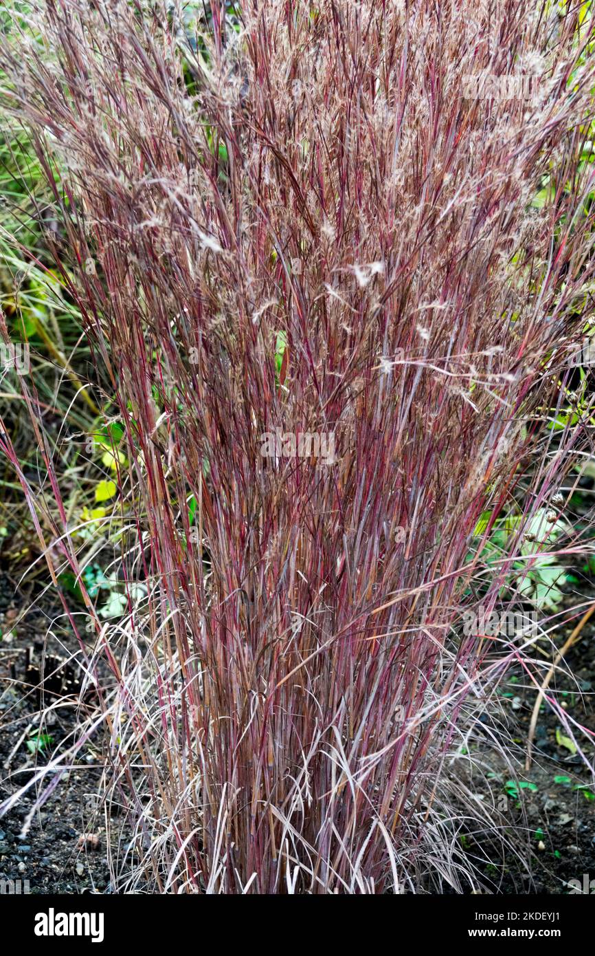 Little Bluestem, Schizachyrium scoparium, Autumn, Grass, Clump, Purple, Stems, Autumnal, Colour, Grasses Stock Photo