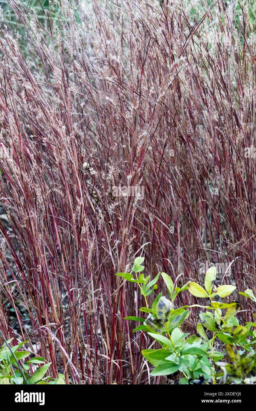 Little Bluestem, Schizachyrium scoparium 'JS Red Frost', Red, Stalks of grass, Autumn colouring Stock Photo