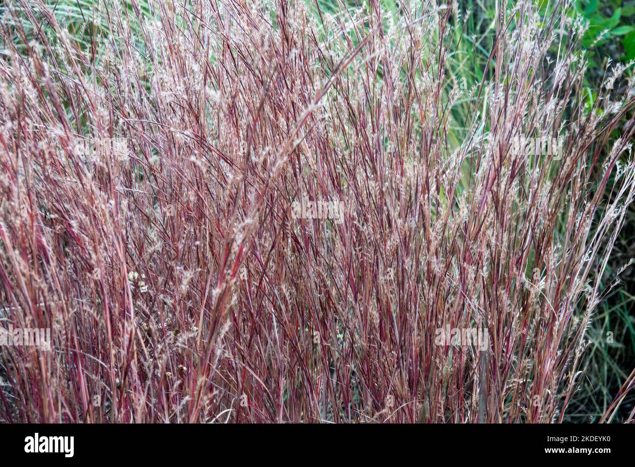 Andropogon scoparius, Hardy, Grass, Clump, Little Bluestem, Schizachyrium scoparium, Cooper, Colour, Autumn Stock Photo