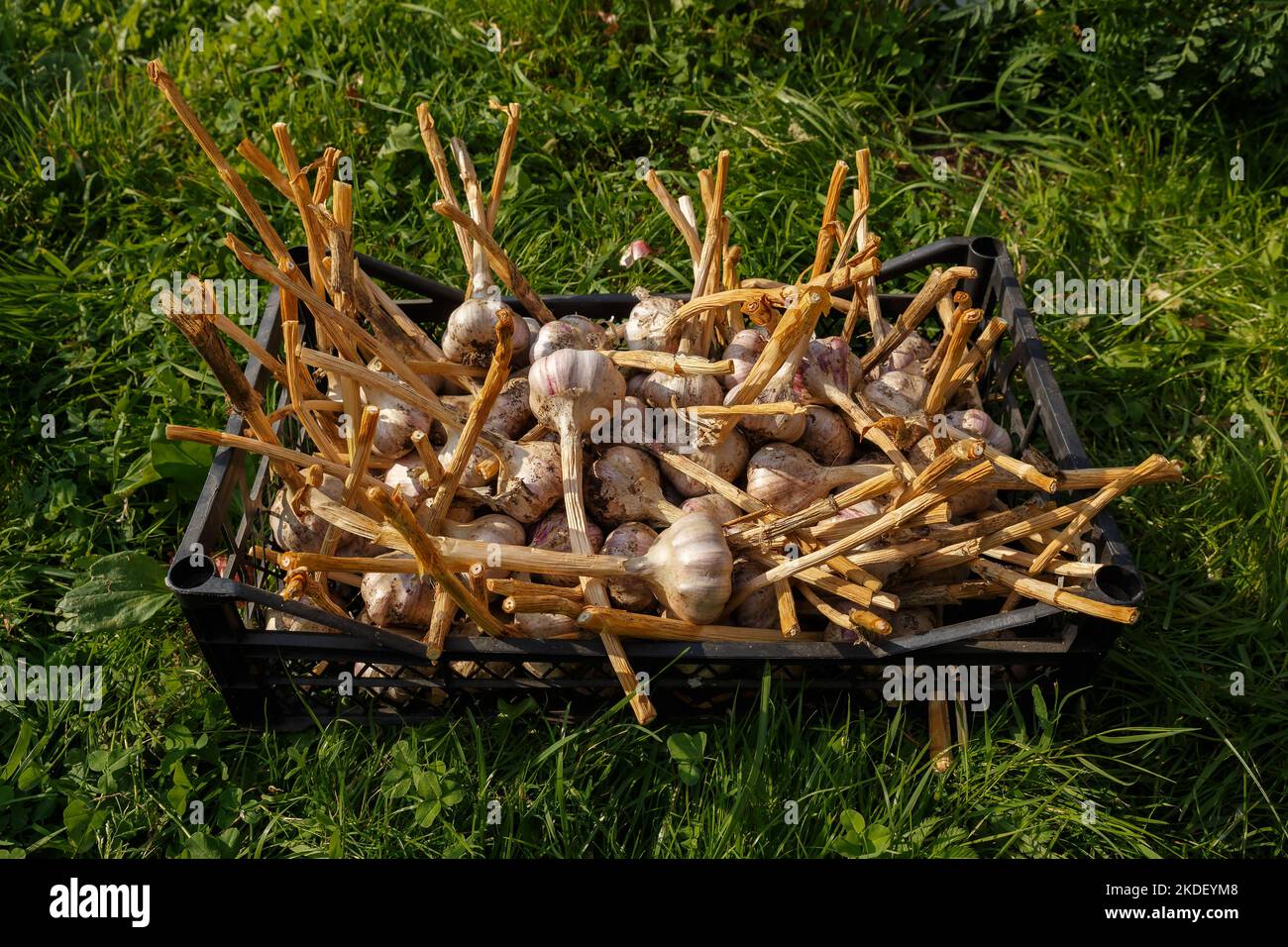 Garlic harvest in a plastic box. Fresh organic garlic in a black container on green grass. Stock Photo