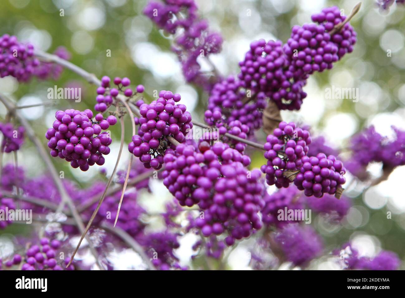 Purple BodinierÕs Beautyberry 'Profusion' in display. Stock Photo