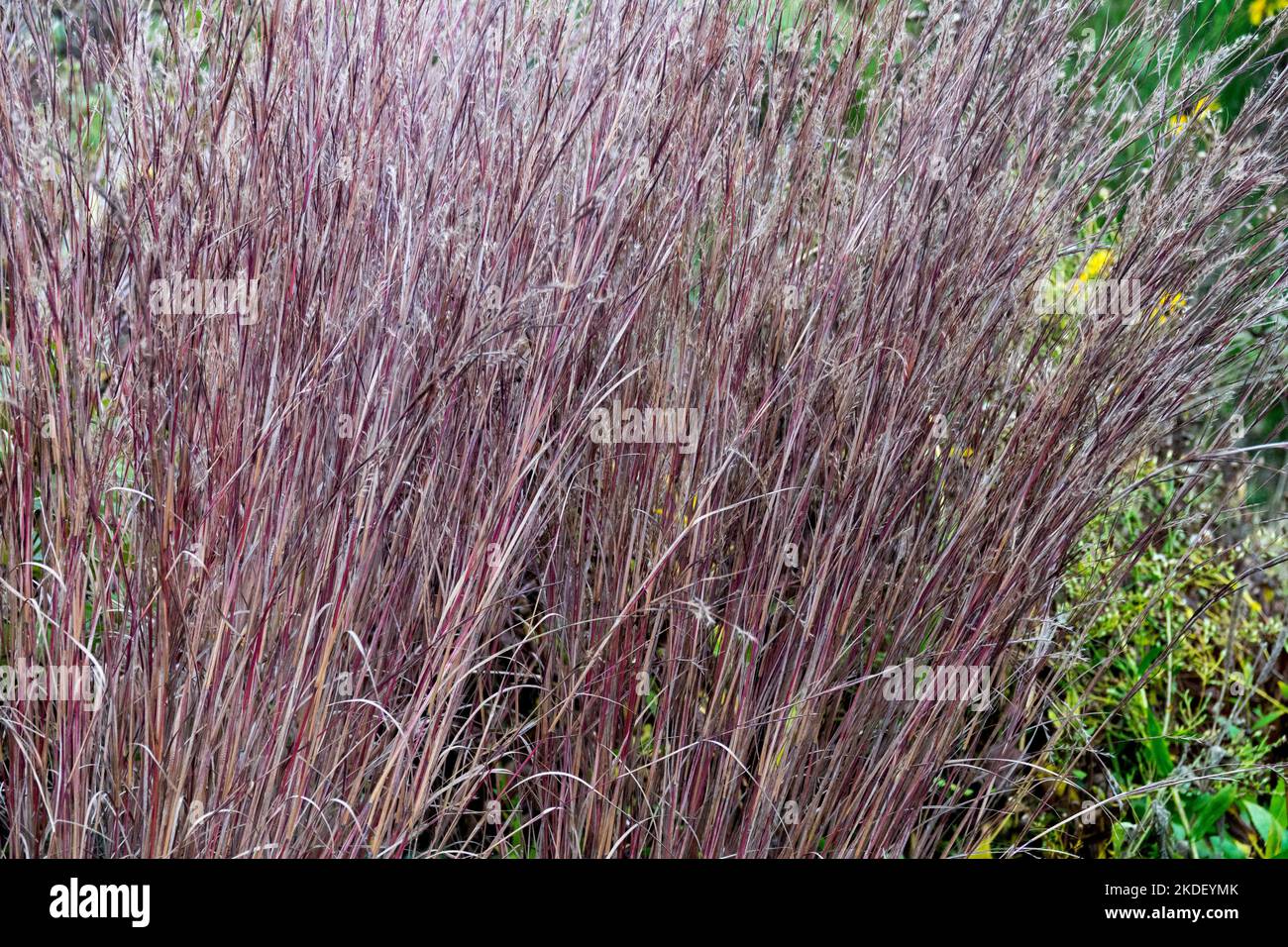 Purple, Hardy, Grass, Garden, Bluestem, Little Bluestem, Schizachyrium scoparium 'JS Red Frost' Stock Photo