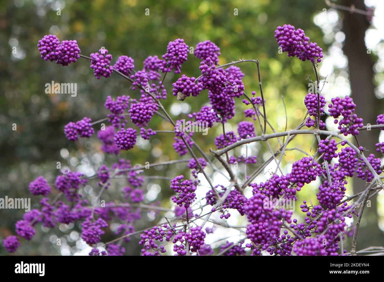 Purple BodinierÕs Beautyberry 'Profusion' in display. Stock Photo