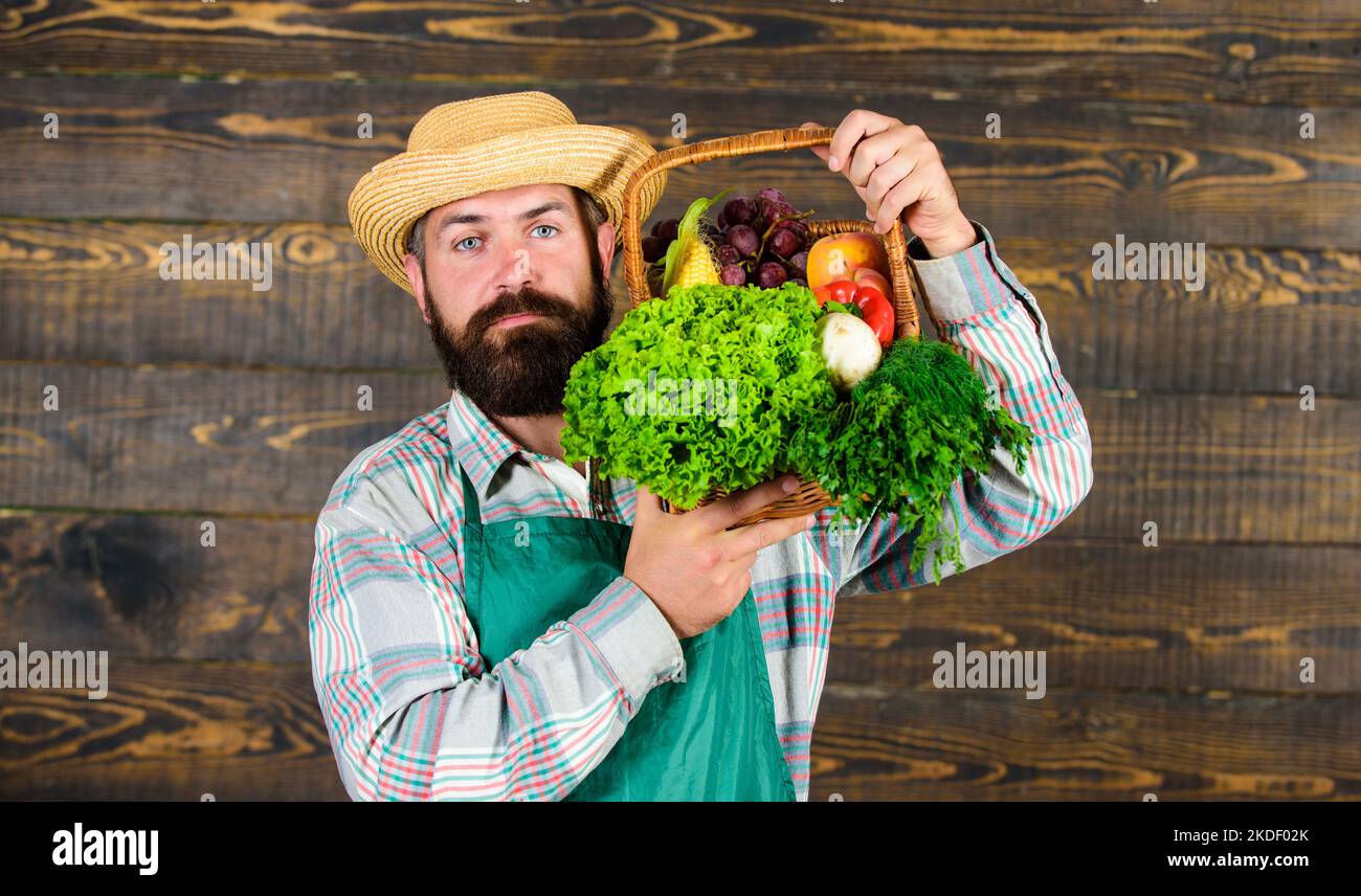 Fresh organic vegetables in wicker basket. Man bearded farmer ...