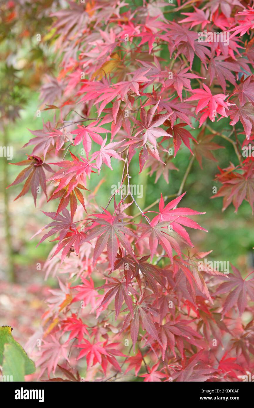 The autumn colours of the Japanese maple 'Shojoshidare' tree Stock