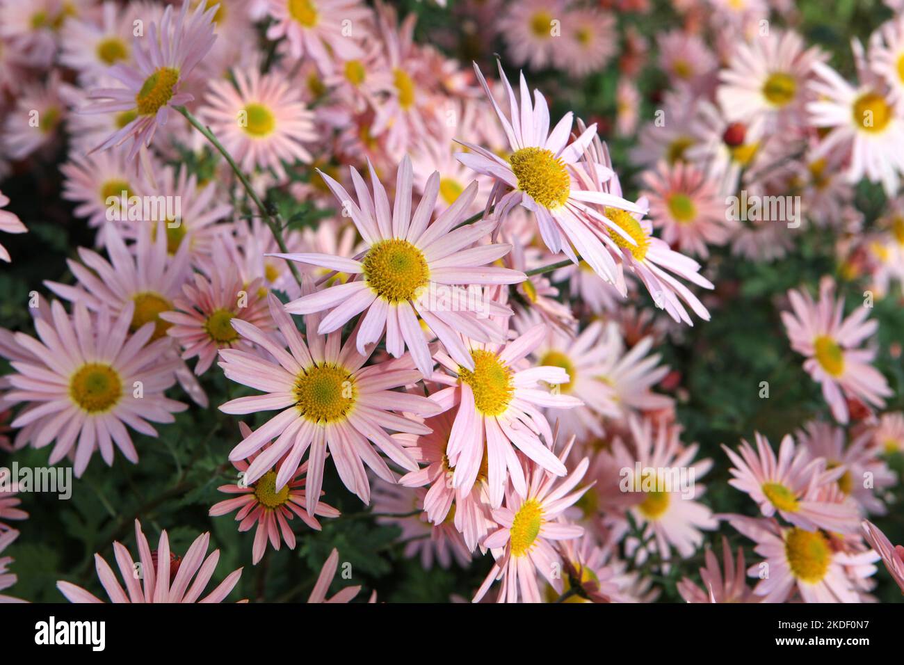 Chrysanthemum 'Hillside Sheffield Pink'  in flower. Stock Photo