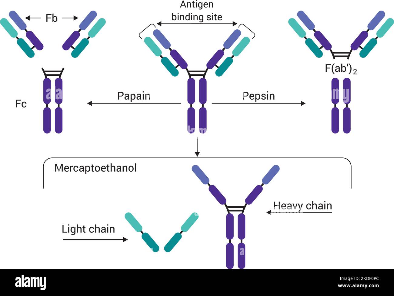 Antibody structure of immunoglobulin with enzymes papain and pepsin, the basic structure of an antibody, showing the light chains and heavy chains Stock Vector