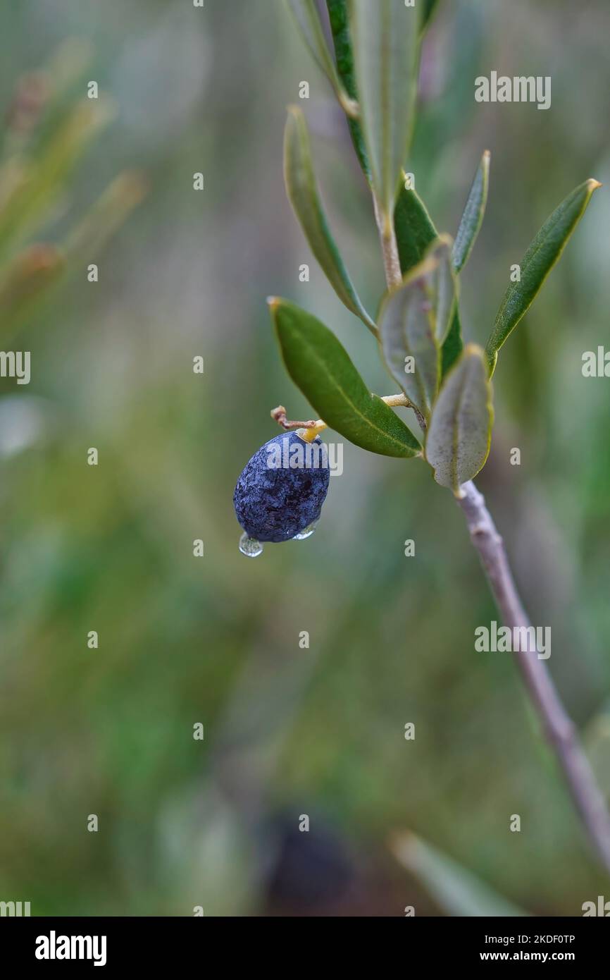Black olive on a branch after the rain with droplet. Stock Image. Stock Photo