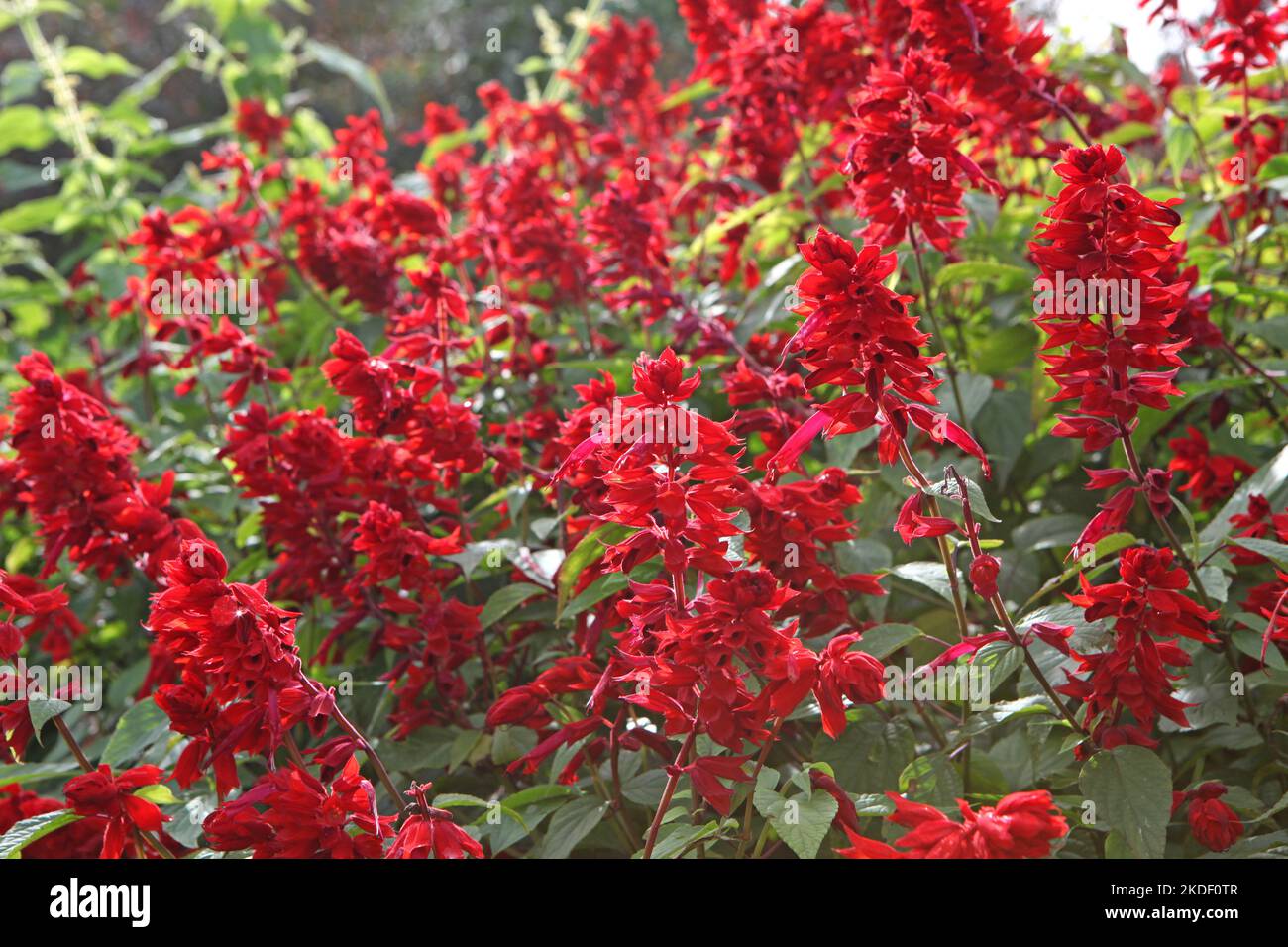 Salvia splendens 'Jimi's Good Red' in flower. Stock Photo