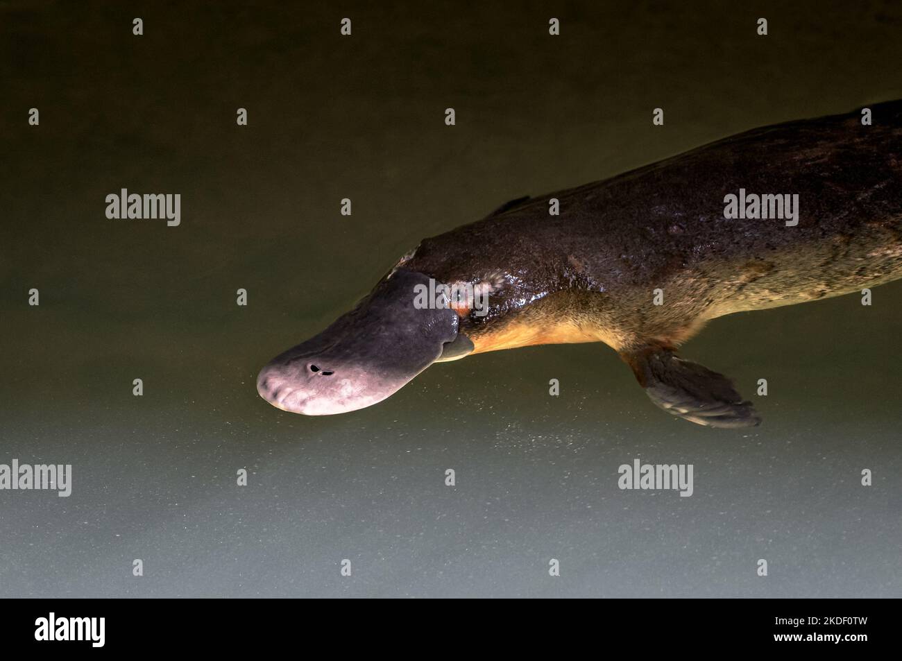 Close up of a Platypus resting on the surface of a river. Stock Photo