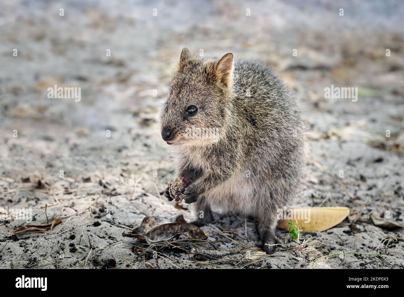 The small Quokka is extinct on Australia's mainland. Stock Photo