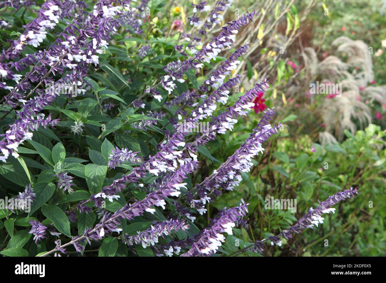Salvia splendens 'Phyllis' Fancy'  in flower. Stock Photo