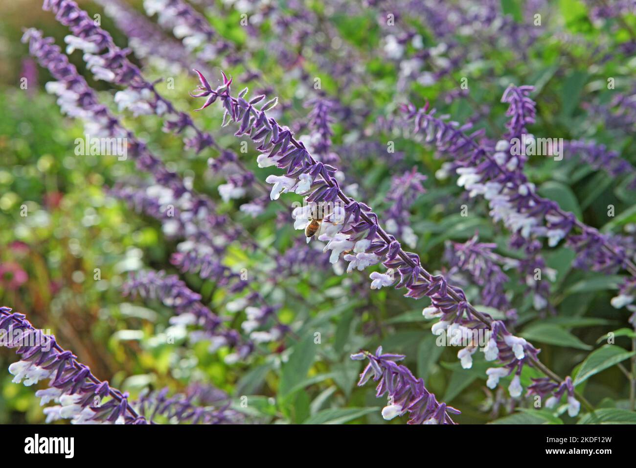 Salvia splendens 'Phyllis' Fancy'  in flower. Stock Photo