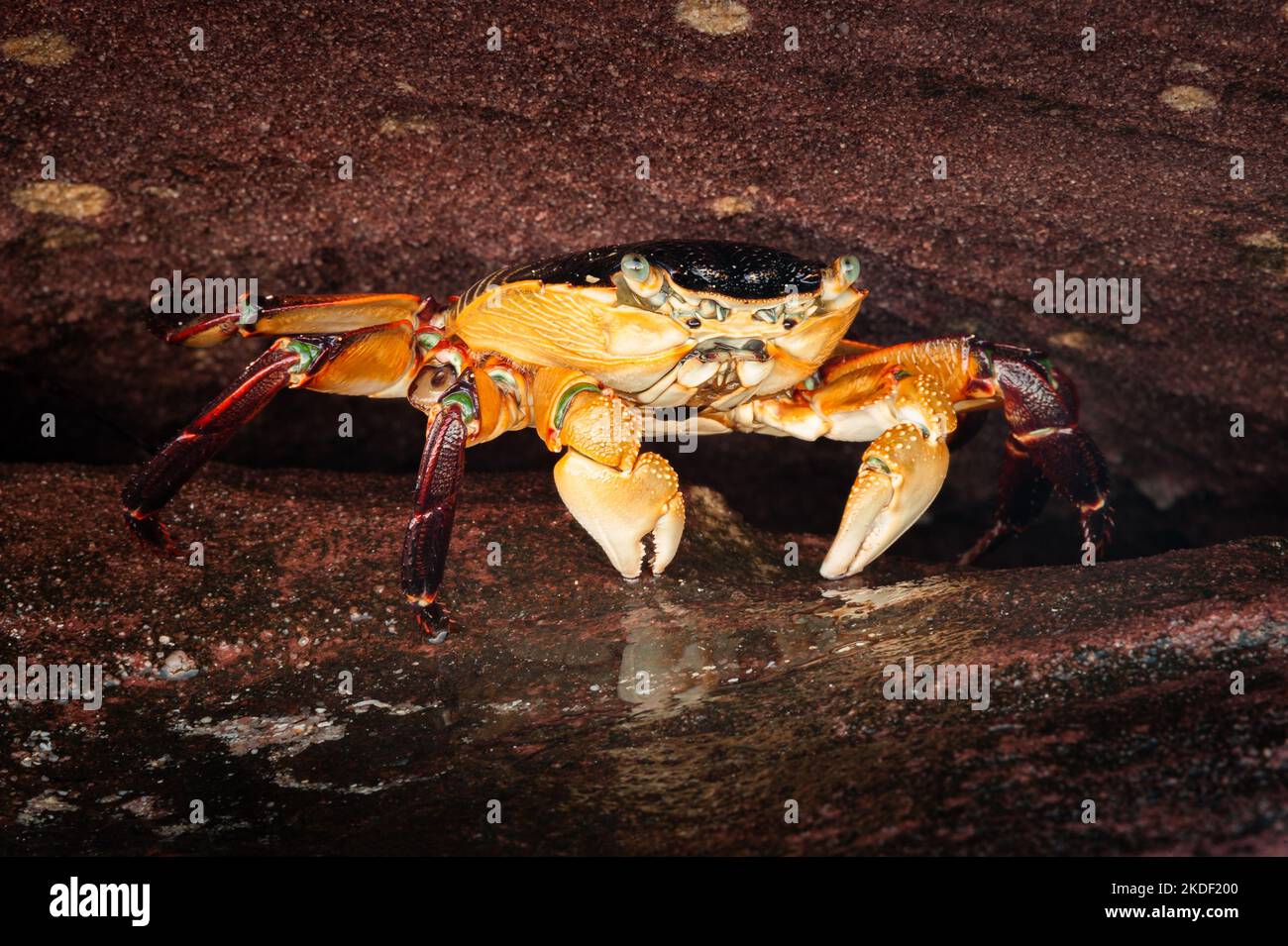 Swift-footed Crab hiding under a rock at the wters edge. Stock Photo
