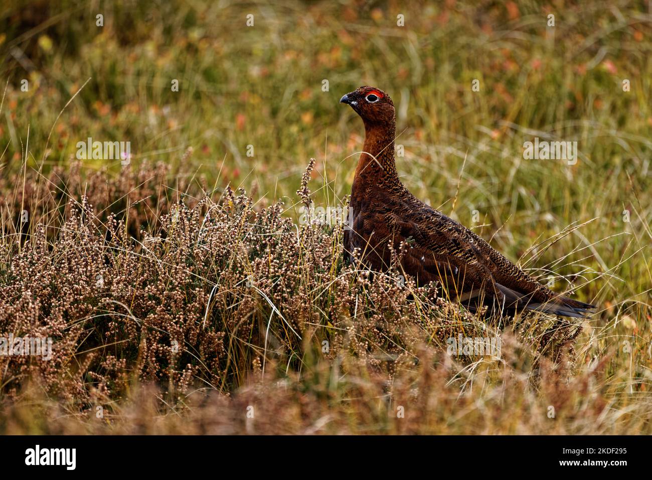 A male Red Grouse emerging from the moorland grasses at World's End moors, Minera, Wrexham, North Wales, UK Stock Photo
