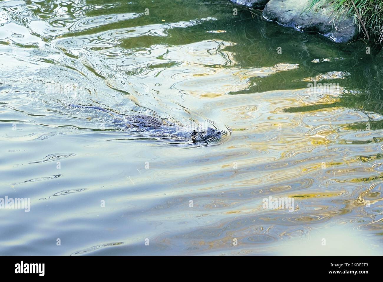 a giant rat swims in the canal Stock Photo