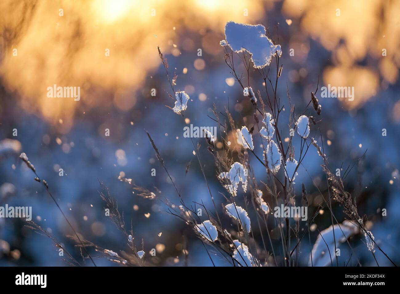 The first snow illuminated by the rays of the morning sun on thin branches Stock Photo