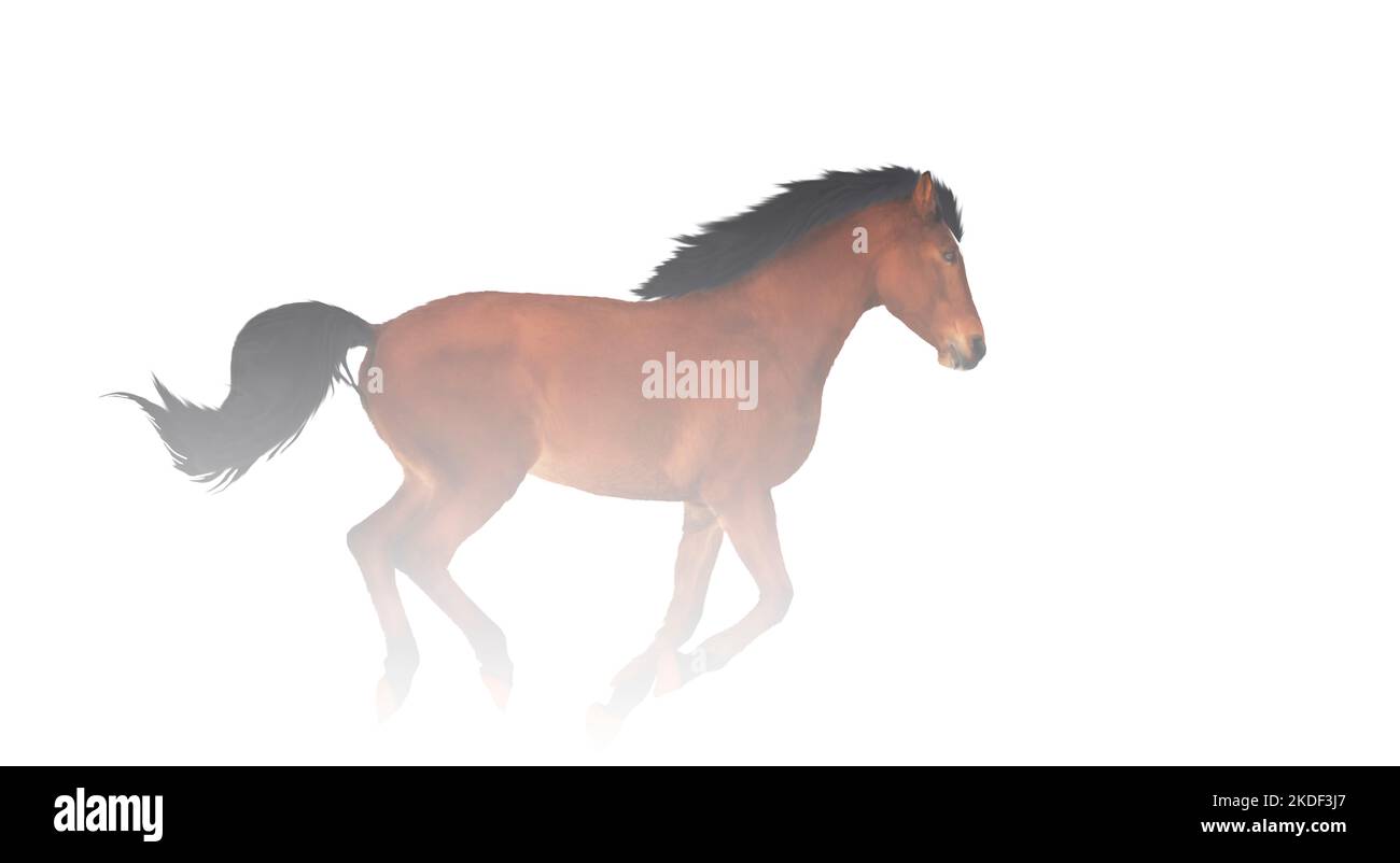 horse runs in a white haze Stock Photo