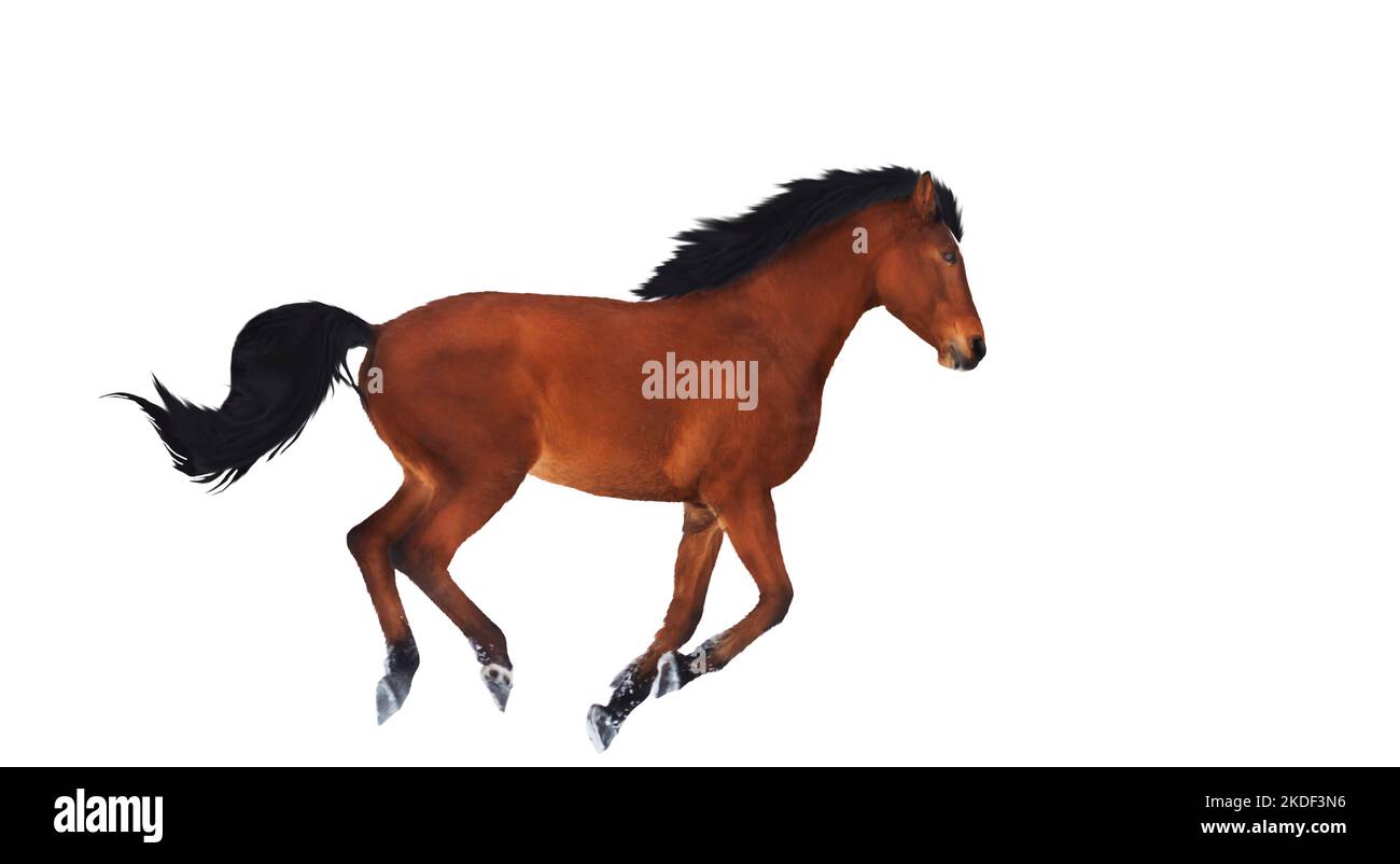 horse runs isolated on white background Stock Photo