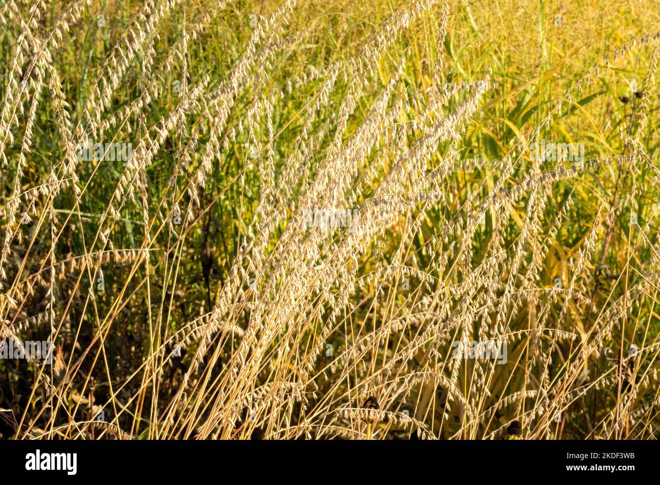 Sideoats Grama Grass, Bouteloua curtipendula, Grass, Seedheads, Autumn, Seed heads, Perennial, Grasses, Plants Stock Photo