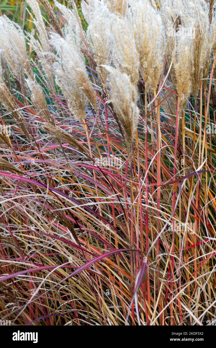 Red, Porcupine grass, Miscanthus sinensis, Hardy, Maiden Grass, Decorative, Garden, Grass, Ornamental Clumps of Miscanthus sinensis 'Red Chief' autumn Stock Photo