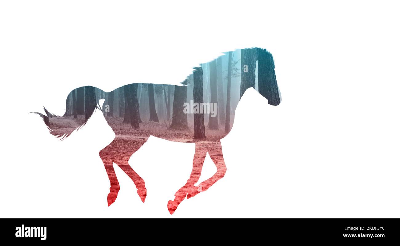 Wild horses running Cut Out Stock Images \u0026 Pictures - Alamy, image size:1300x802